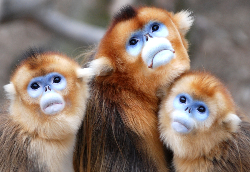 golden snub nosed monkey stuffed animal