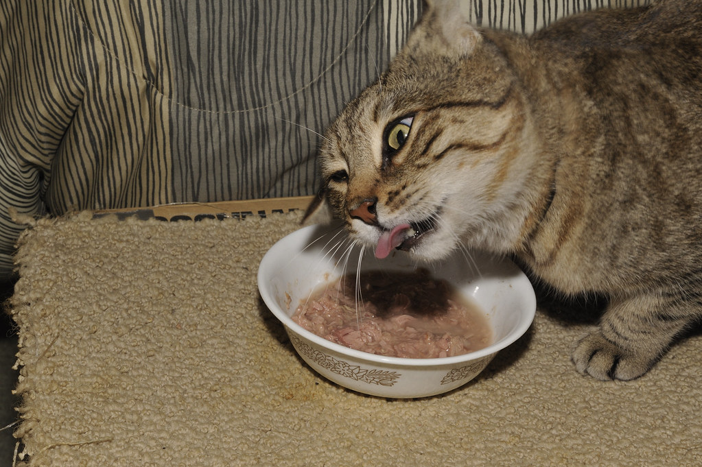 Hank The Cat Eating Tuna Fish 