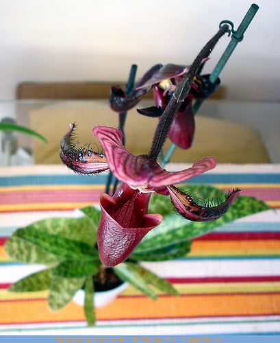 Paphiopedilum NoID orchid