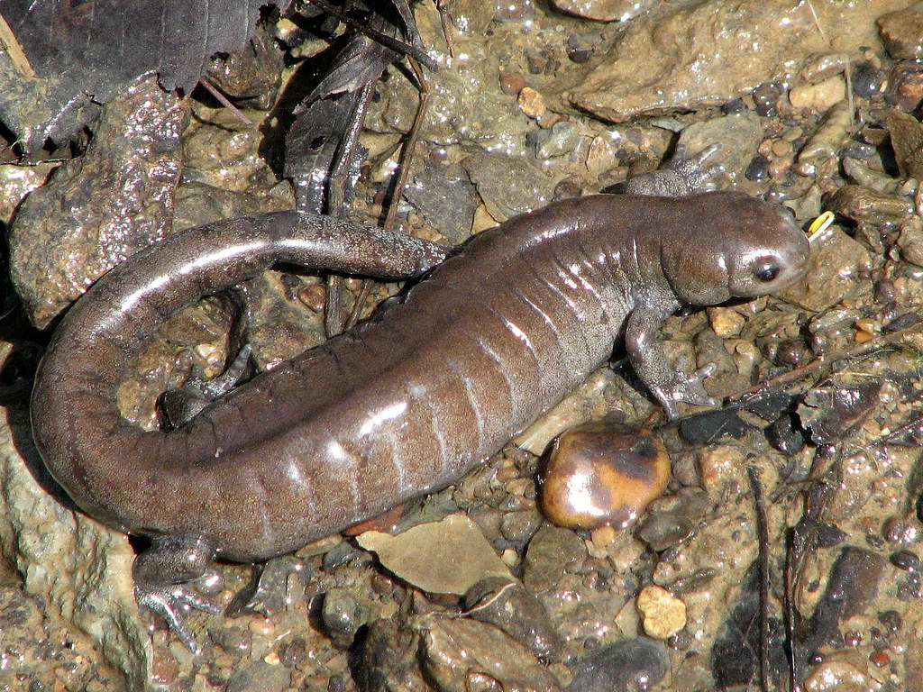 Small Mouth Salamander 16