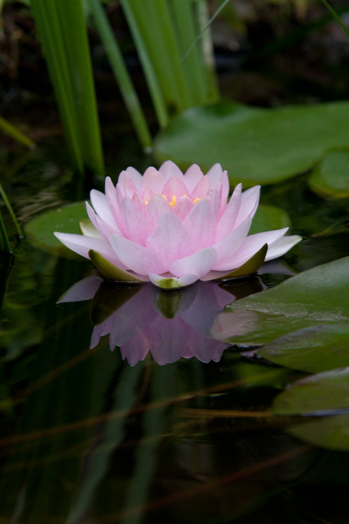 lily-pad-flower-this-is-the-first-lily-pad-flower-in-my-po-flickr