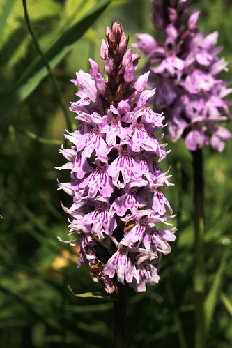 Common Spotted Orchid 22030