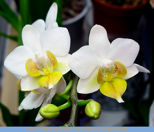 Miniature Phalaenopsis NoID white flower yellow throat lip orange dots, orchid