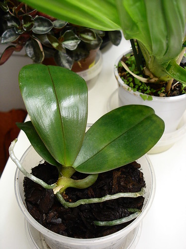 Phalaenopsis NoID (further details unknown 'till it produces flowers)