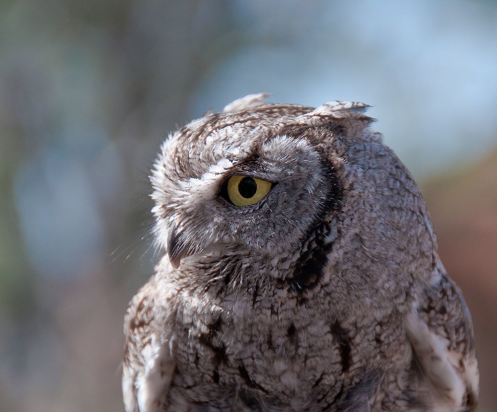 Owlet | Young screech owl. Sonoran Desert Tucson Arizona | John Barclay ...