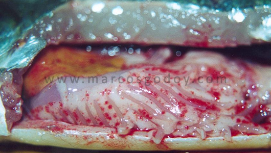Рыба, больная инфекционным некрозом поджелудочной железы, фото фотография болезни рыб