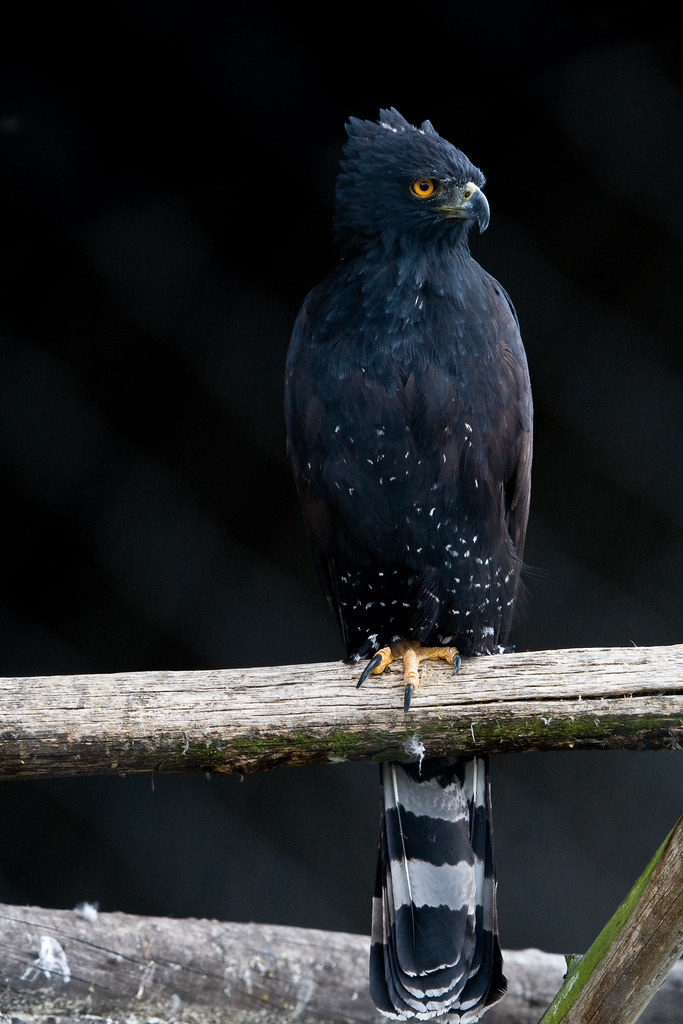 BlackHawk Eagle Spizaetus tyrannus Another of the