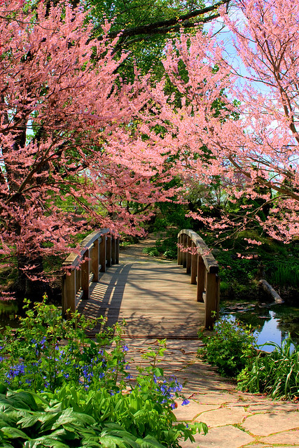 Bridge In Springtime Taken At Olbrich Gardens In Madison Flickr