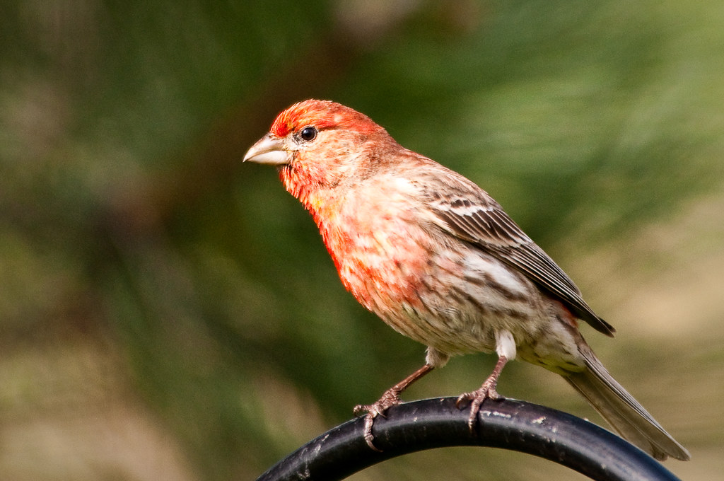 House Finch  Common Name House Finch Scientific Name -2159