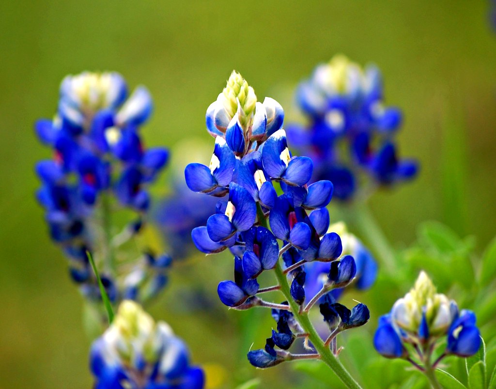 texas-bluebonnet-lupinus-texensis-common-name-texas-b-flickr
