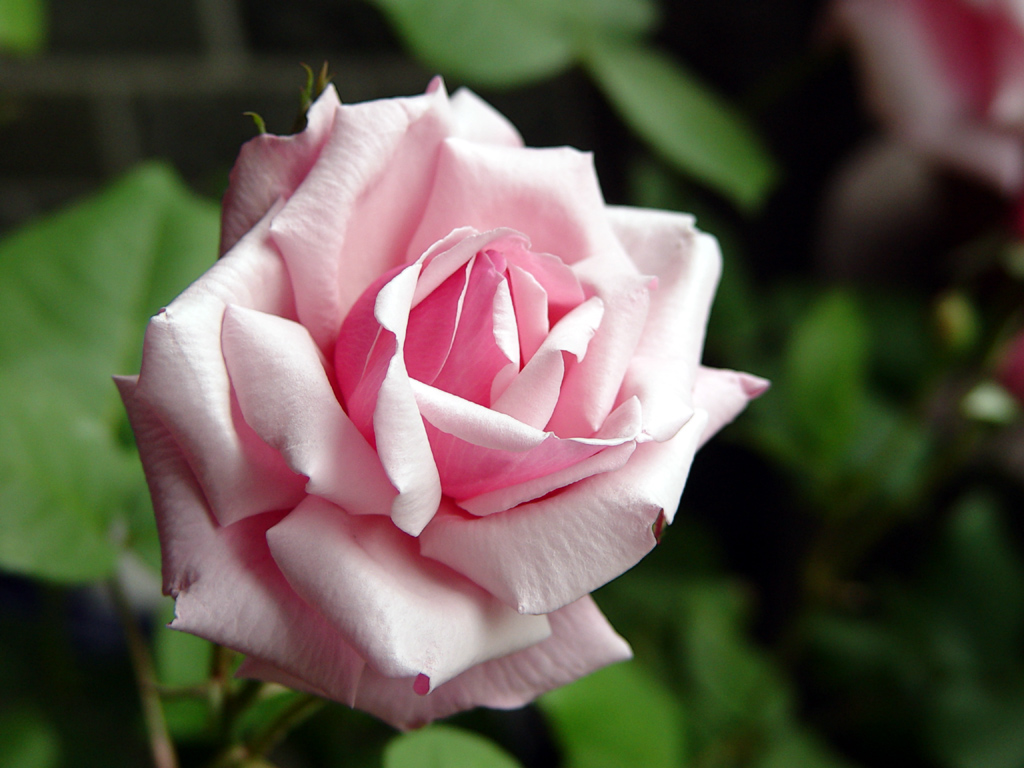 Rose_ | Beautiful rose blooms in my garden. But, I lost the … | Flickr