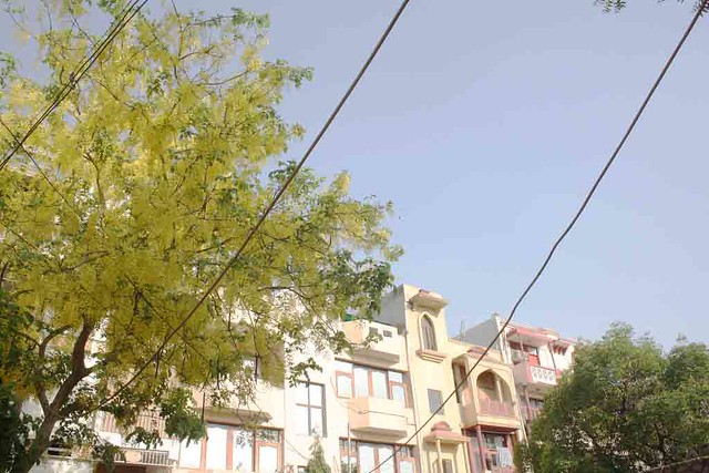 City Season – Amaltas Trees, Hauz Khas Village