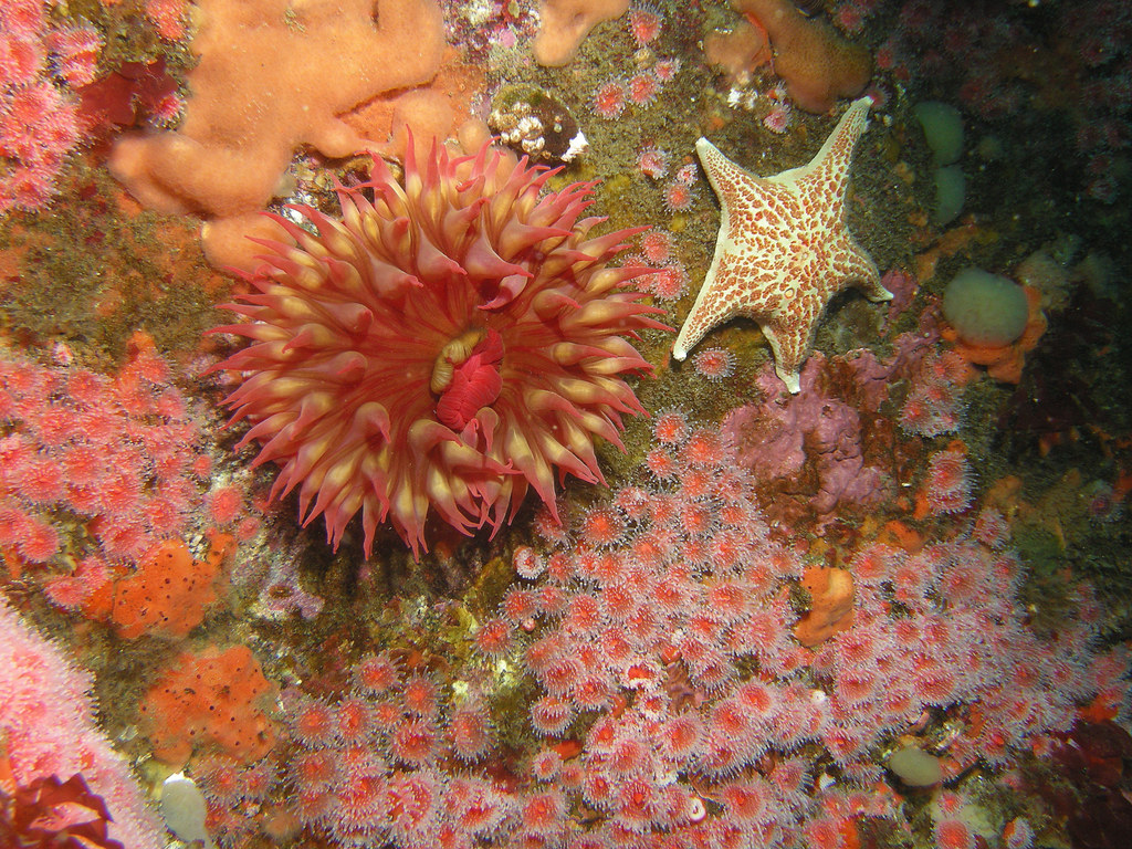 Fish eating anemone, sea star on bed of sponge and anemone ...