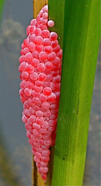 Apple Snail Eggs | Ampullariidae | Chi Liu | Flickr