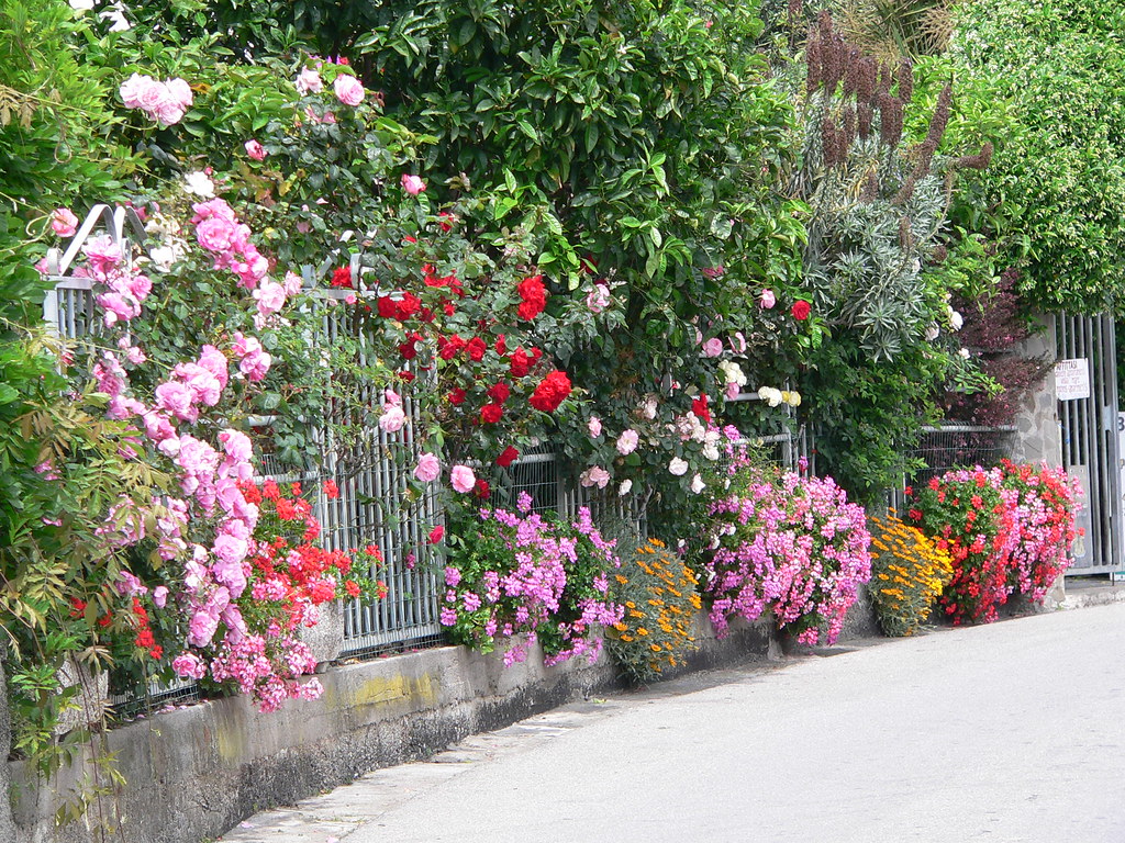 Flowers in Corniglia