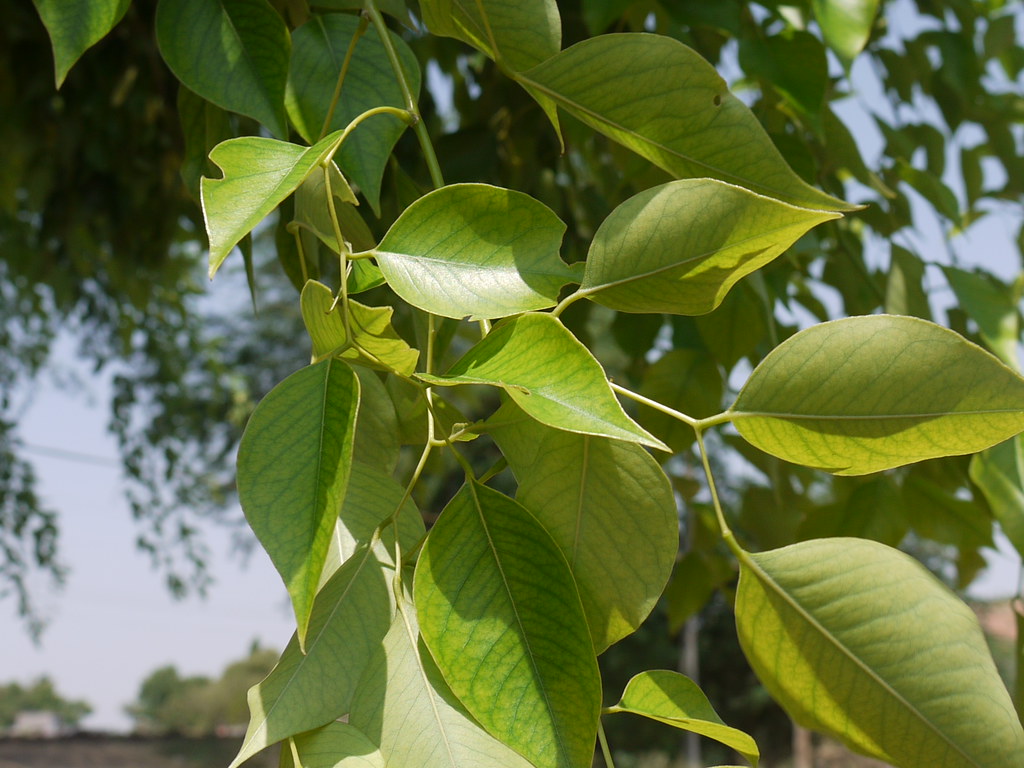 Sheesham (Hindi: शीशम) | Fabaceae (pea, or legume family) » … | Flickr