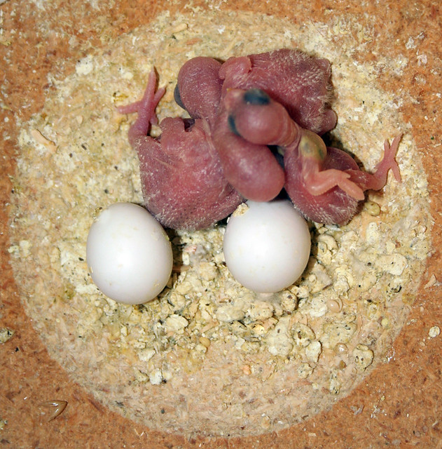 American Parakeet Babies and Eggs