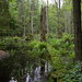 Białowieża National Park, Poland | Flickr - Photo Sharing!