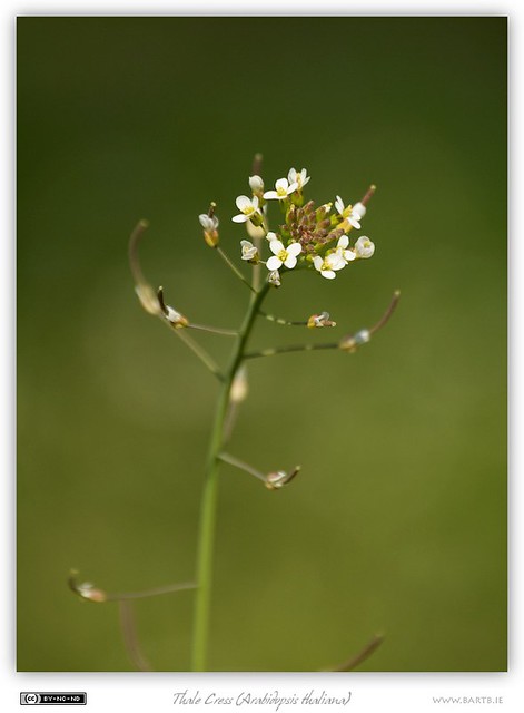 Thale Cress (Arabidopsis thaliana) | The flower head of a sm… | Flickr