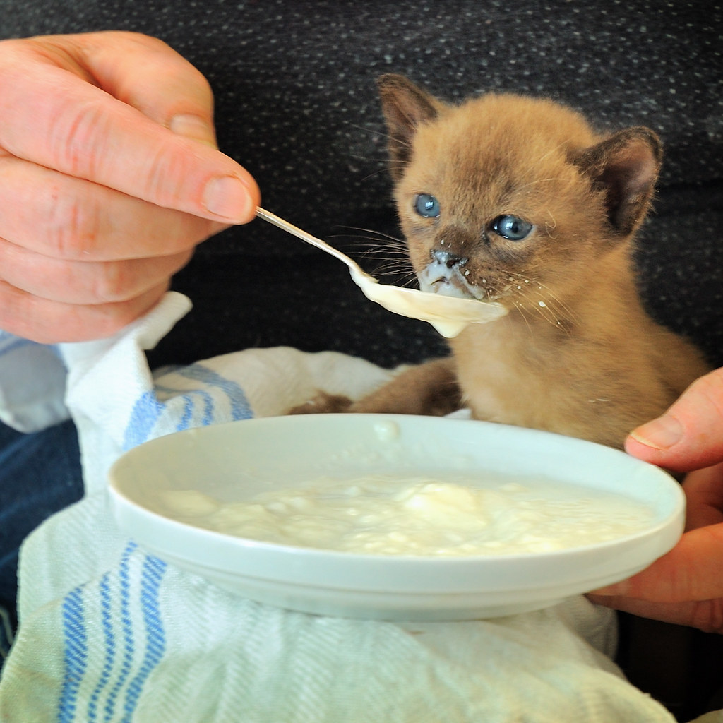 Kitten food | Before the little kitten cat will have pelletsâ€¦ | Flickr