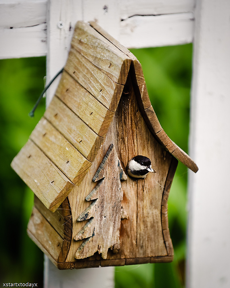 Carolina Chickadee Bird House Plans