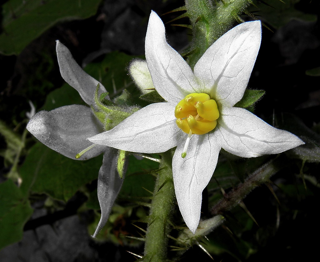 Flor de Solanaceae / Solanaceae flower | Jorge J Restrepo A. | Flickr