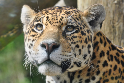 Onça-pintada (Panthera onca) - [Gramado Zoo] | Panthera onca… | Flickr