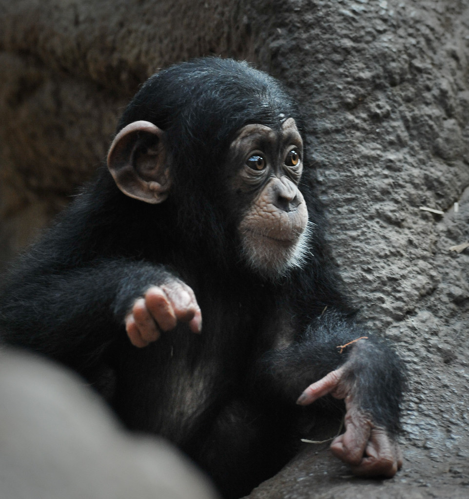 Baby Chimp (D7A2665) Talia the baby chimpanzee Steve Harris Flickr