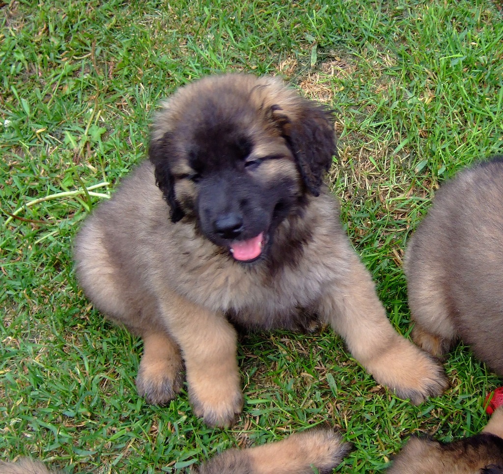 BC Leonberger Puppies 2010 Bonnie Flickr
