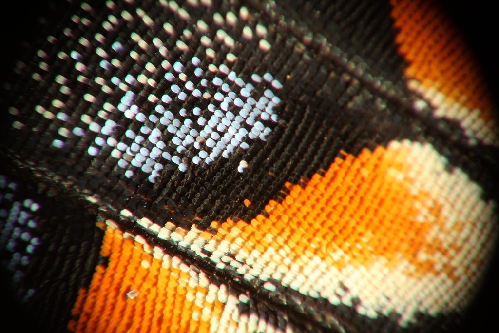 Close up of Butterfly Scales Put my Canon 50mm f1.8 lens o Flickr