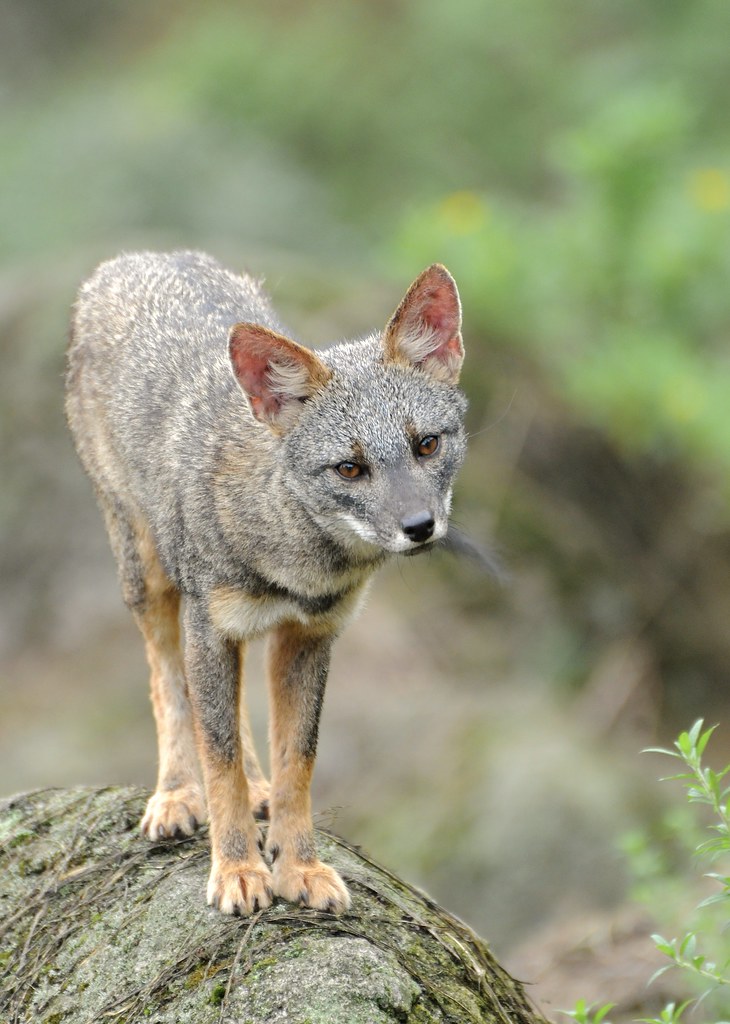 Sechuran Fox (Lycalopex sechurae), Lomas de Lachey, Peru