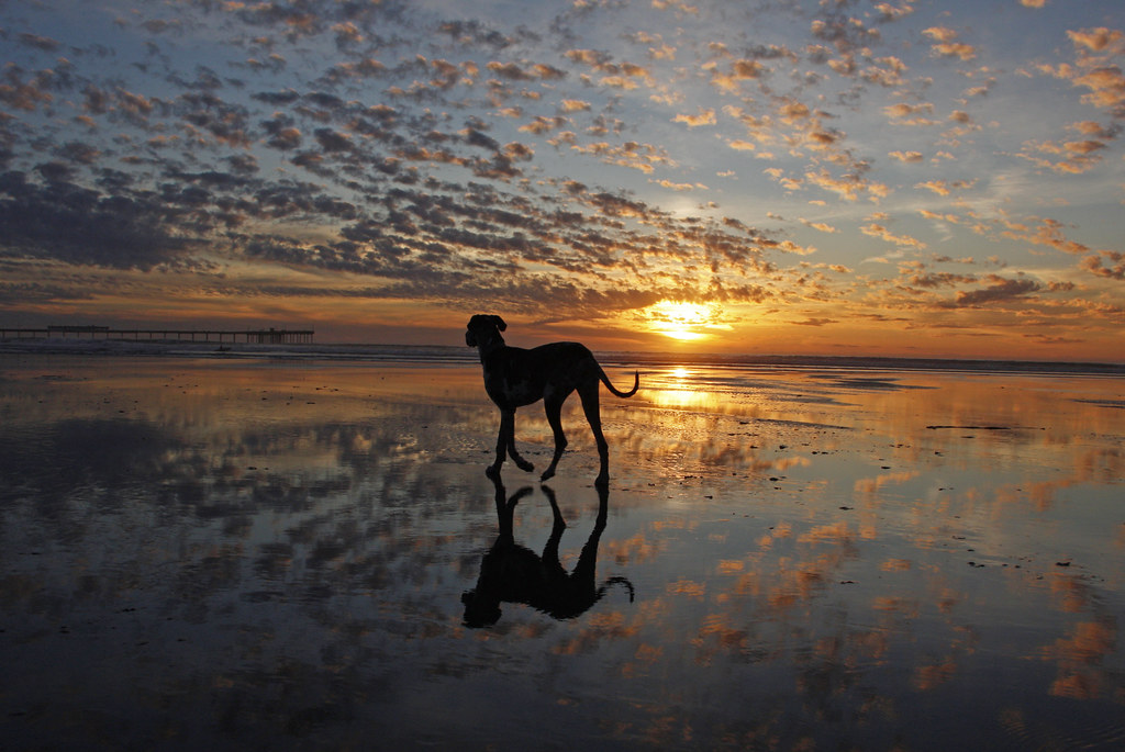 2/52 - Sunset at Dog Beach in Ocean Beach | Beautiful sunset… | Flickr