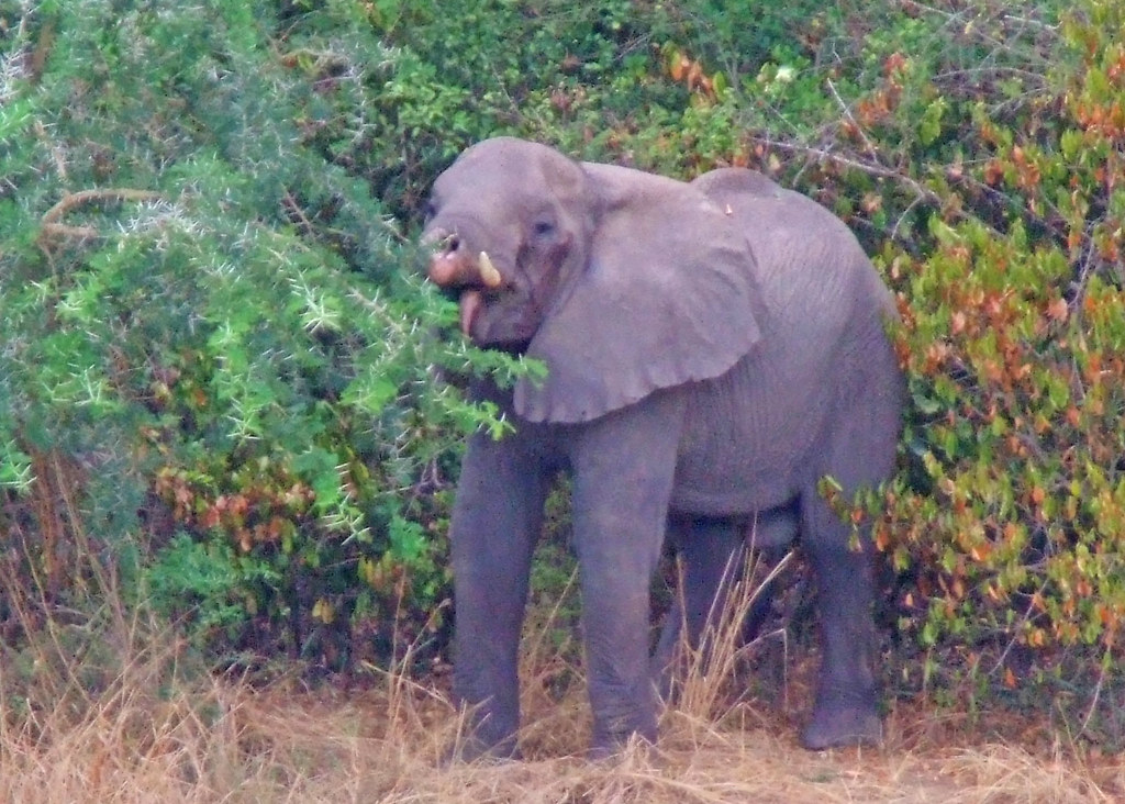 How To Make An Elephant Trunk