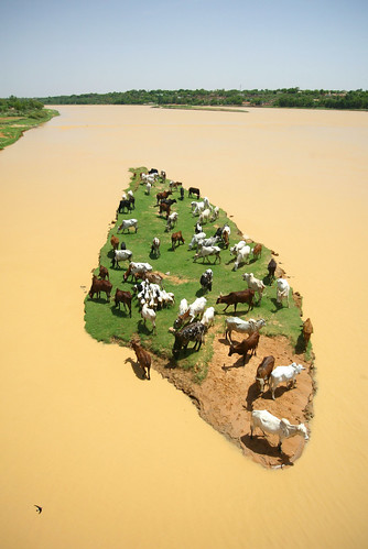 Livestock graze on an island in the Niger