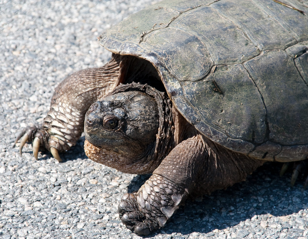 Very large Snapping Turtle | In the road. He did *NOT* want … | Flickr