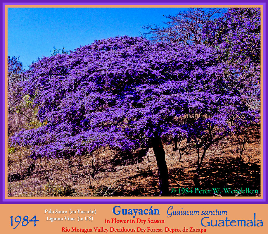 GUAYACAN TREE Guaiacum sanctum IN FLOWER in the Río Motagu… | Flickr