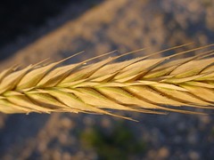 Cereal Wild Rye