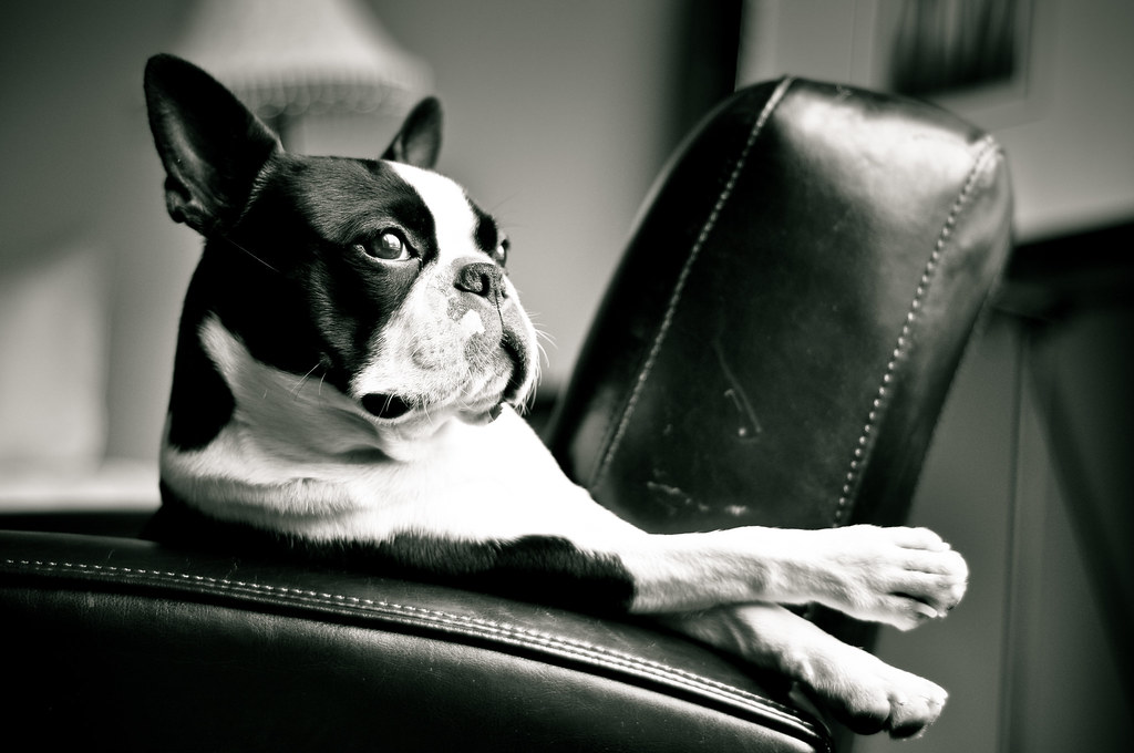 relax - Boston Terrier | My 8.5 month old Boston terrier 