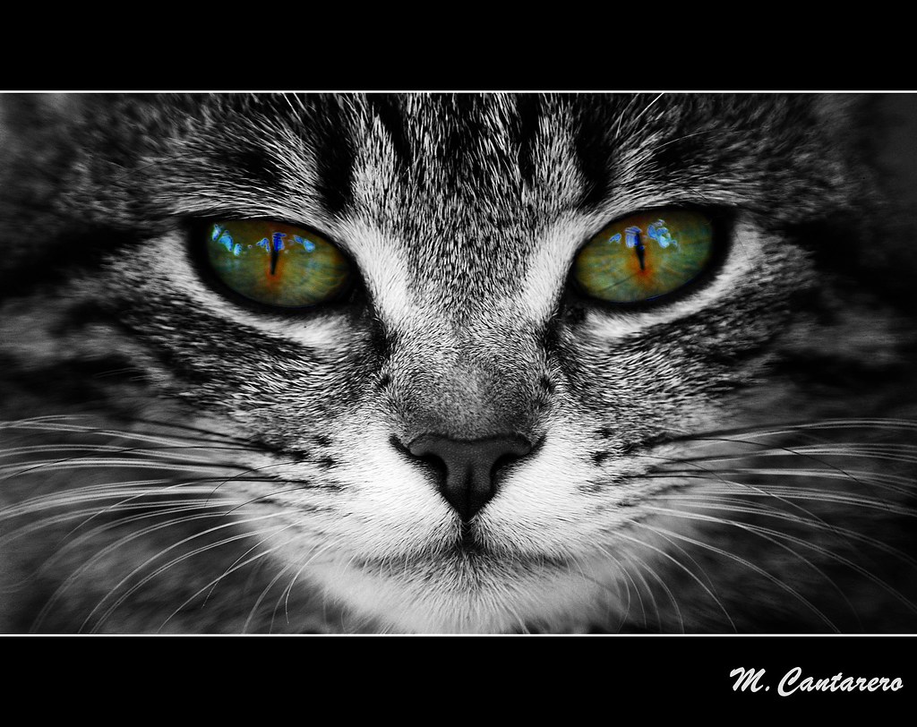 Jasmine, los ojos de gata más irresistibles | Mundo Gatos