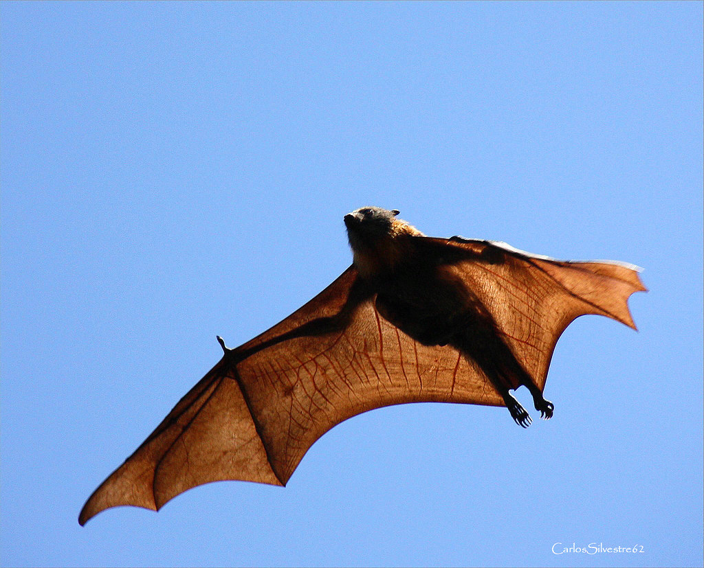 Flying fox bat [explored] | A flying fox,one of the world`s … | Flickr