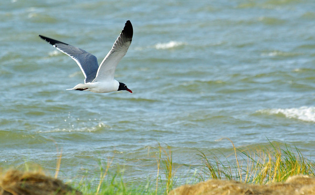 A Laughing Gull at Virginia State Parks