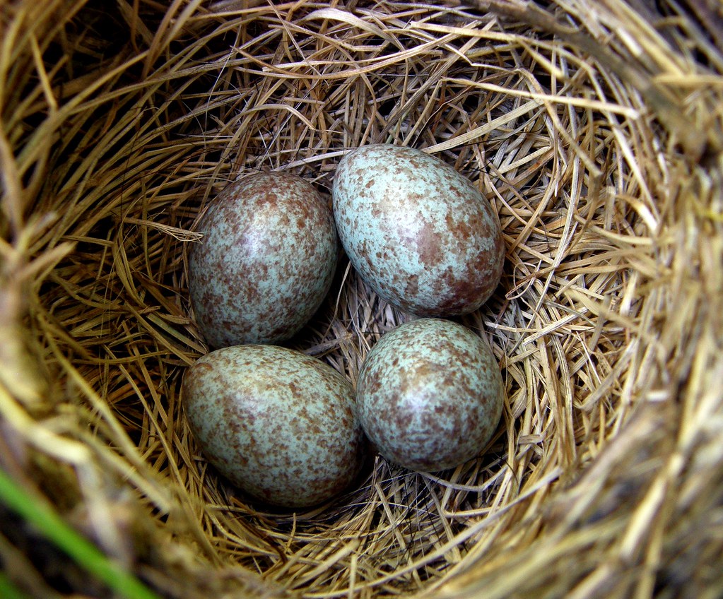 sparrow eggs