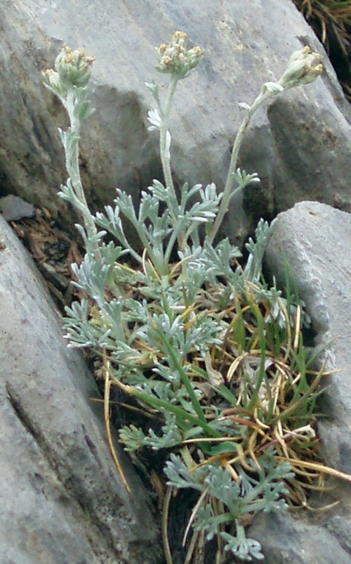 Artemisia glacialis 5153275865_9504c23772_o