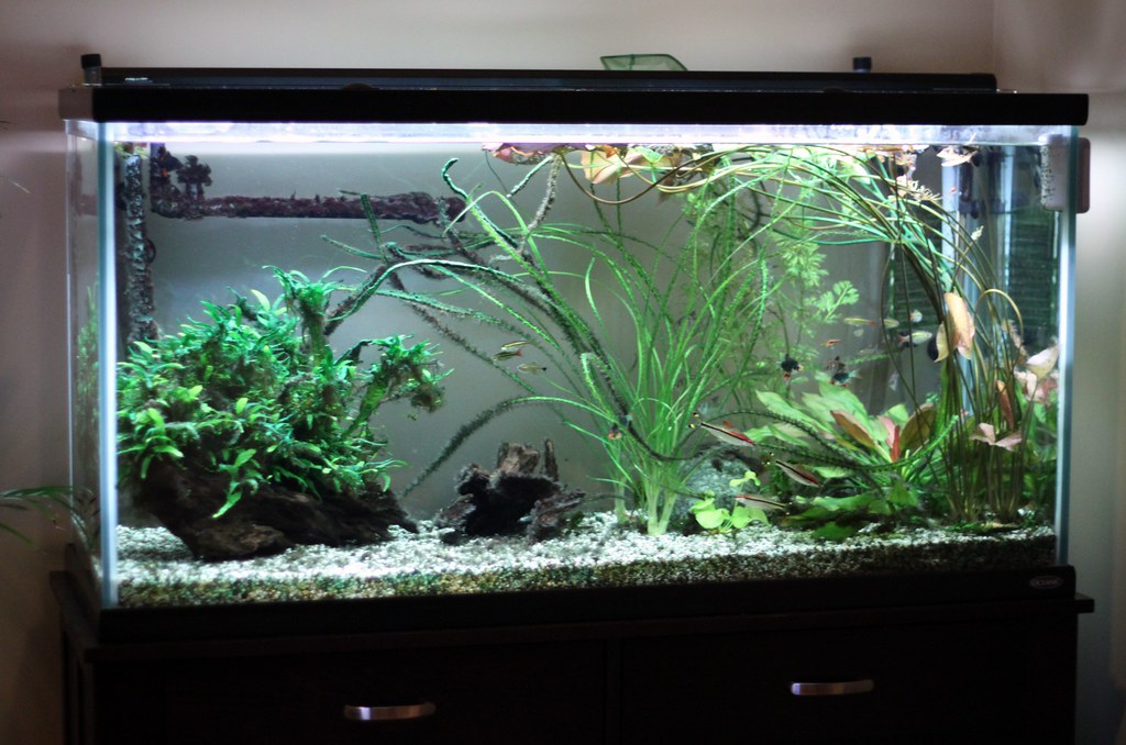 90 Gallon Tank | Red Line Torpedo Barbs Black Skirt Tetras G… | Flickr