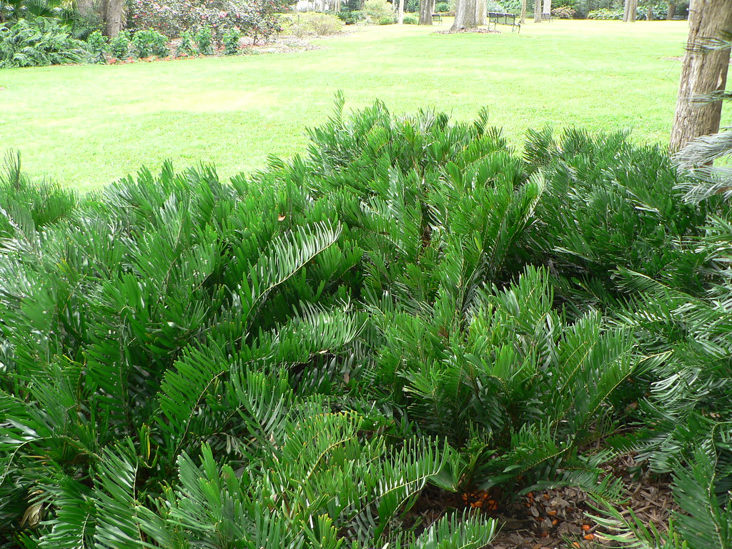 Coontie Cycad | Coontie Cycads are easy to grow in full ...