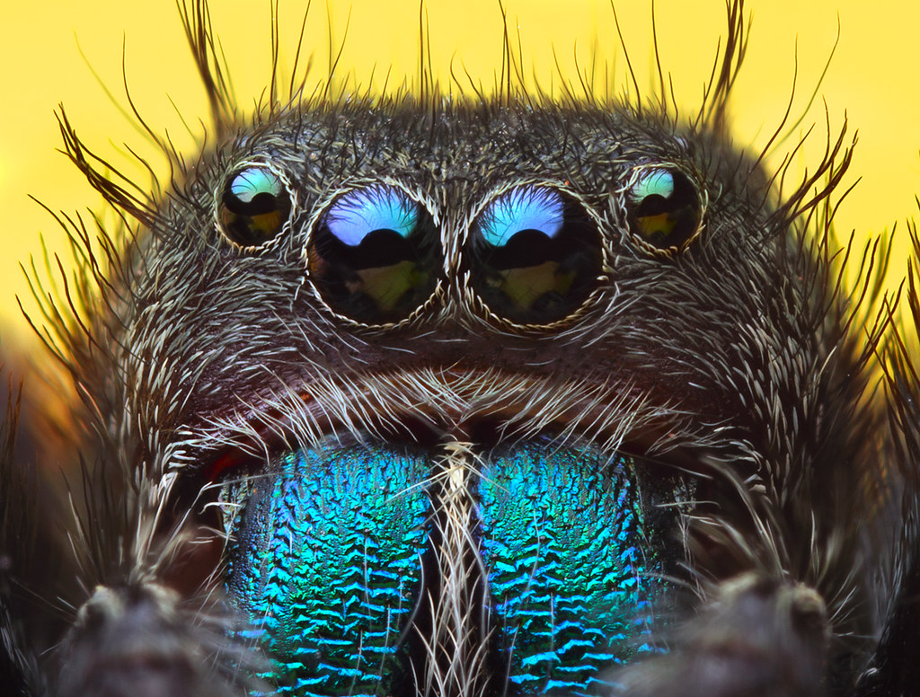 jumping spider -- Phidippus pius | ~10mm Finally, I get a ju… | Flickr
