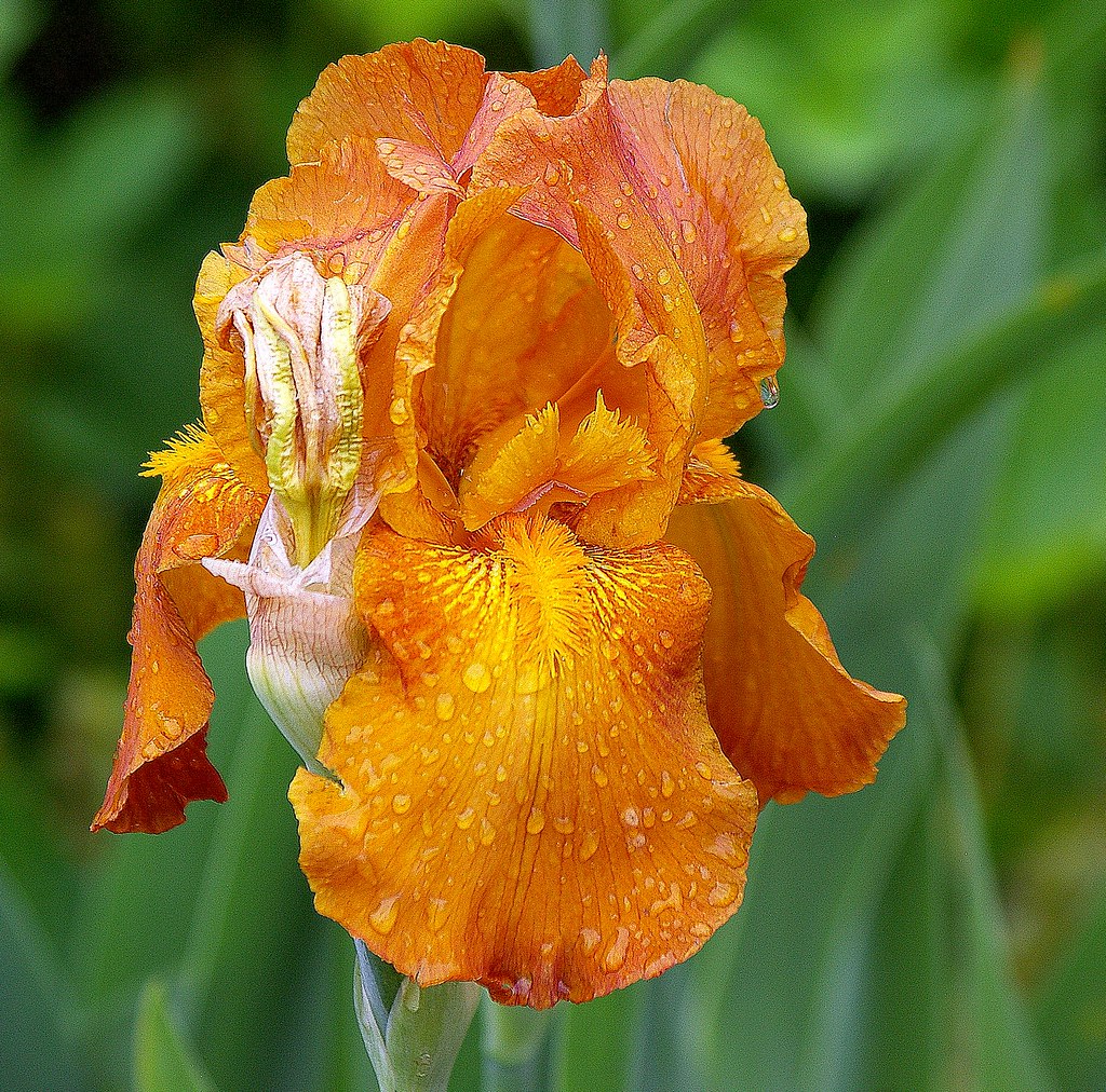 Burnt Orange Iris | A giant bearded German iris in colors th… | Flickr