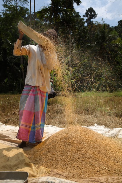 Paddy Harvesting, Sri Lanka  Winnowing the chaff from the 