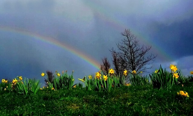 Spring Rainbow | Brian Mckay | Flickr