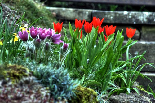 Garish flowers in Balliol Fellows' Garden | Pasque flowers a… | Flickr